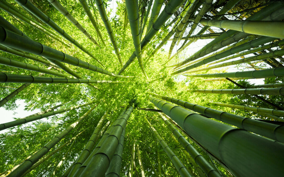 #9 Was wir Makler mit chinesischem Bambus zu tun haben